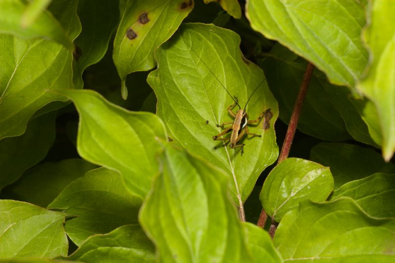 Tettigoniidae: neanide di Eupholidoptera sp. (cfr.)